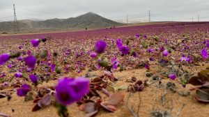 Može li čovek da ozeleni pustinje