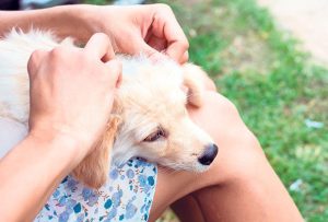 Psi su najveća meta krpelja 1. maja: Ovo su 4 načina na koja najbolje možete zaštititi vašeg ljubimca, a evo šta nikako ne treba da radi