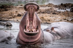 Od Eskobarovog imanja do nacionalnog problema: 200 nilskih konja ugrožavaju život i posao u Kolumbiji