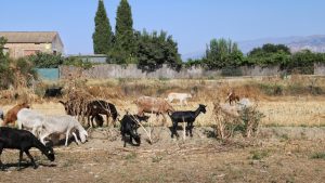 Misterija koja zbunjuje naučnike: Kako su ove koze 200 godina opstale bez kapi vode