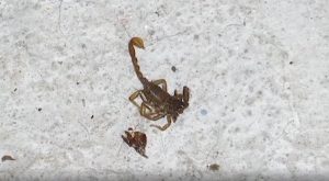 NAUČNICI OTKRILI TAJNO ORUŽJE ŠKORPIJA! Njihov ubod krije nešto neverovatno